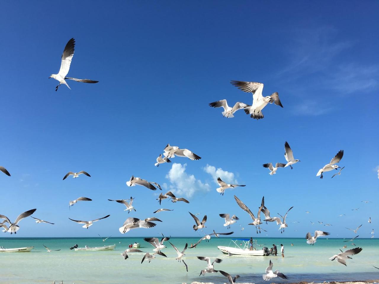 El Corazon Boutique Hotel - Adults Only With Beach Club'S Pass Included Isola Holbox Esterno foto